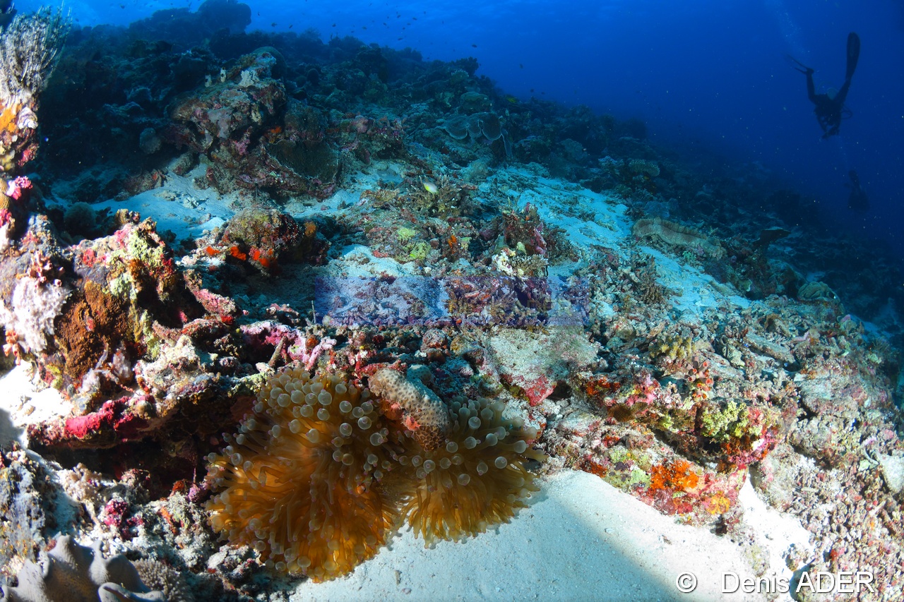 Entacmaea quadricolor Amphiprion clarkii ambiance-Tomia Ali Reef -7m-20180526-Denis-ADER-DSC_0798_tn.jpg